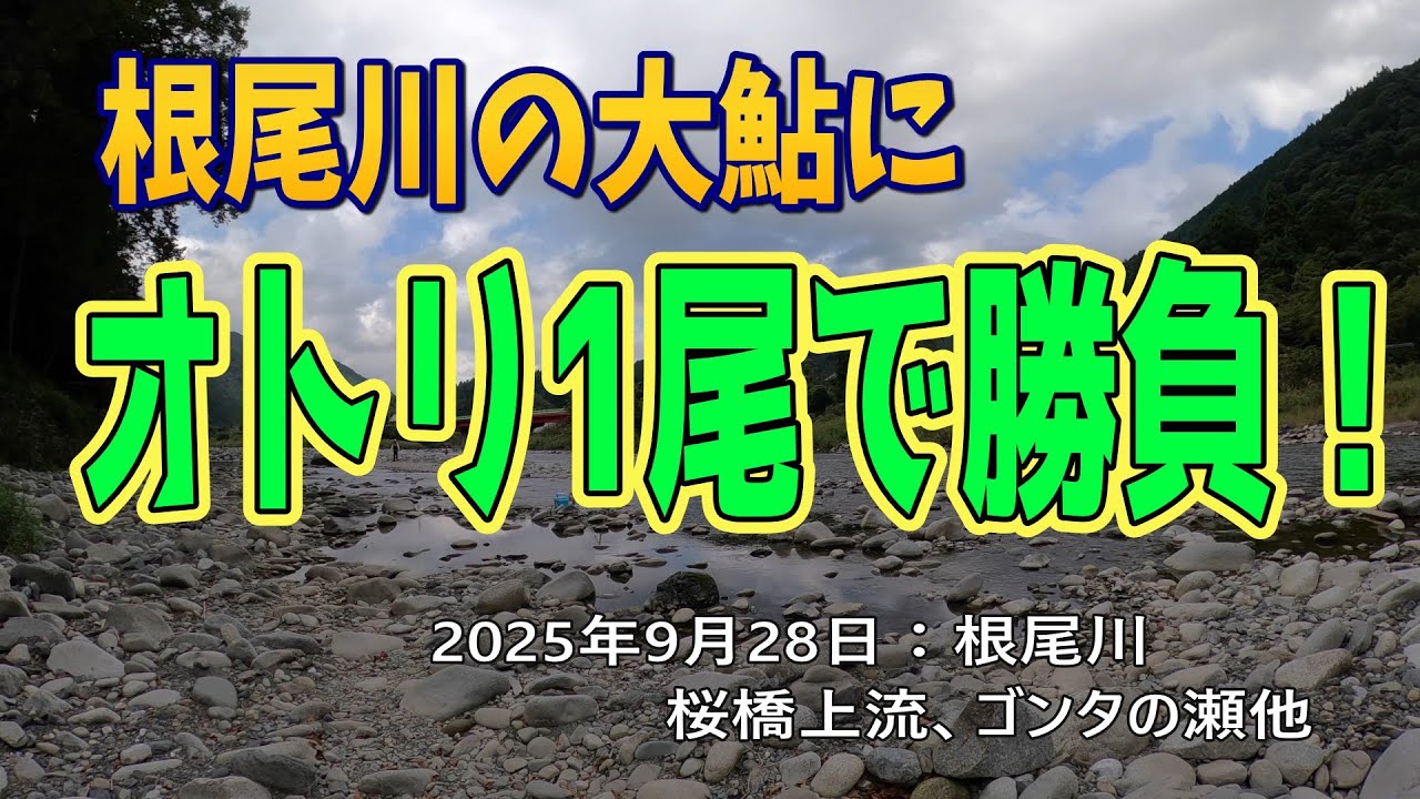 根尾川の大鮎にオトリ1尾で勝負！