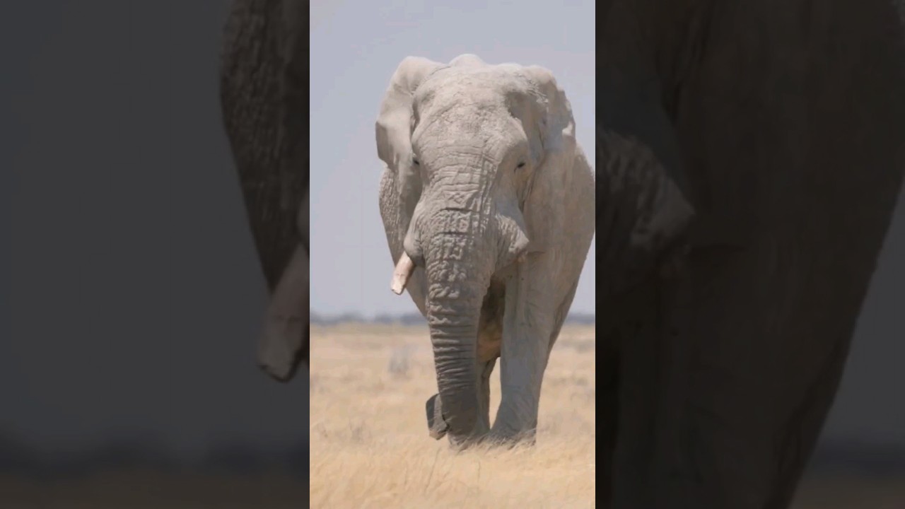 The Secret Language of Elephants: How They Communicate Using Infrasound | #factastic