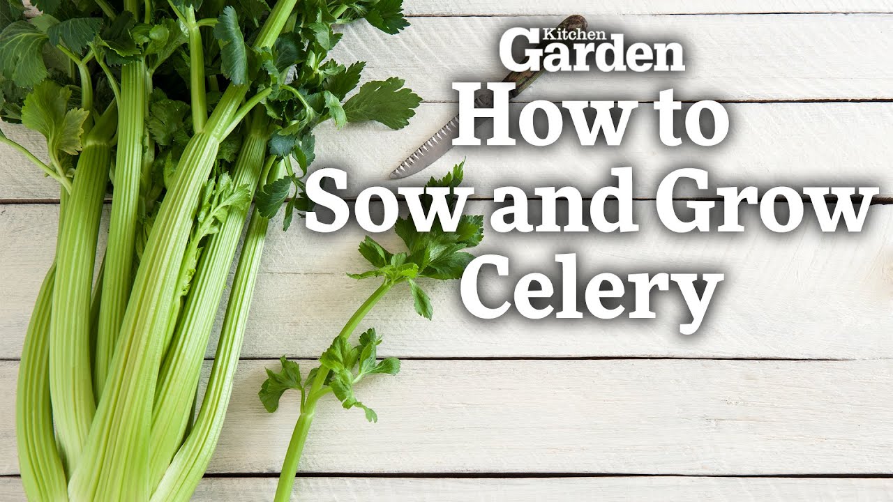 How to Sow and Grow Celery