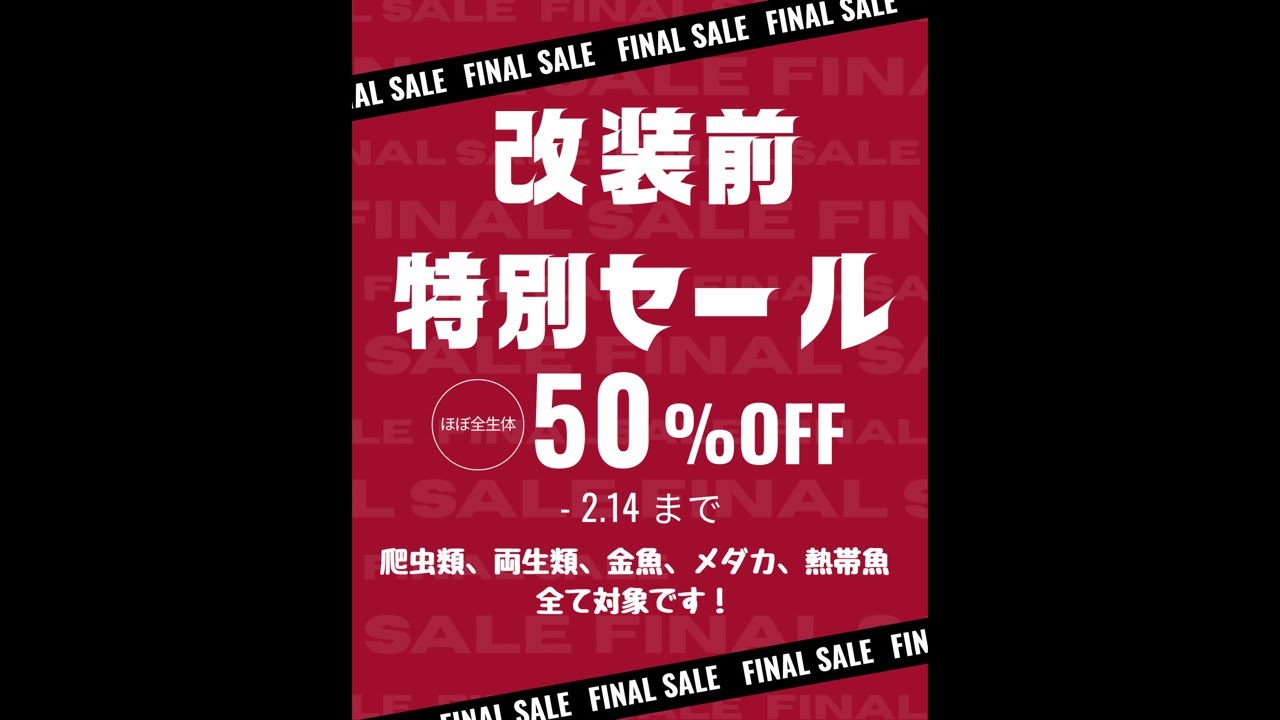 【新座店】改装前特別セール 熱帯魚紹介