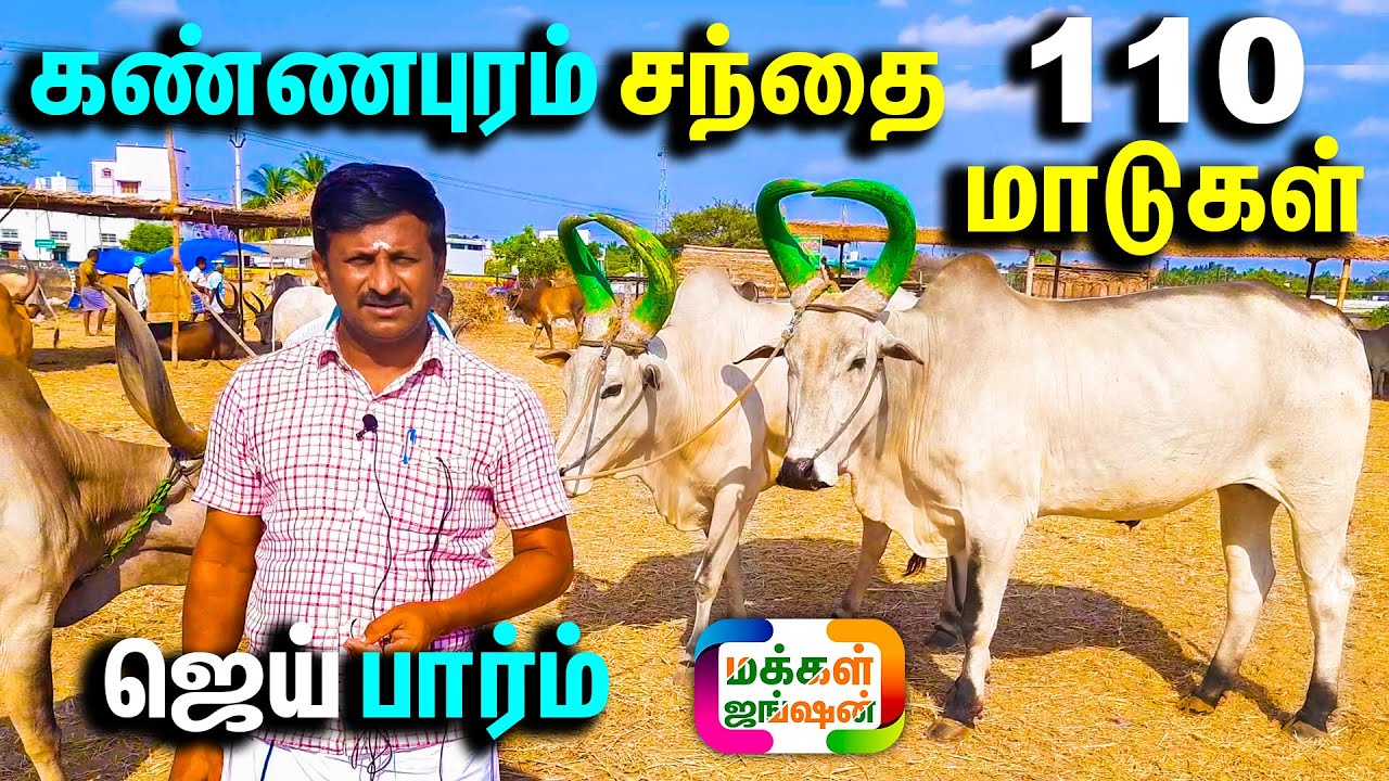 110 மாடுகள் 50 மாடுகள் சேல்ஸ் , ஜெய் ஃபார்ம் குழந்தைவேல் , JAI FARM, கண்ணபுரம் நாட்டு மாட்டு சந்தை