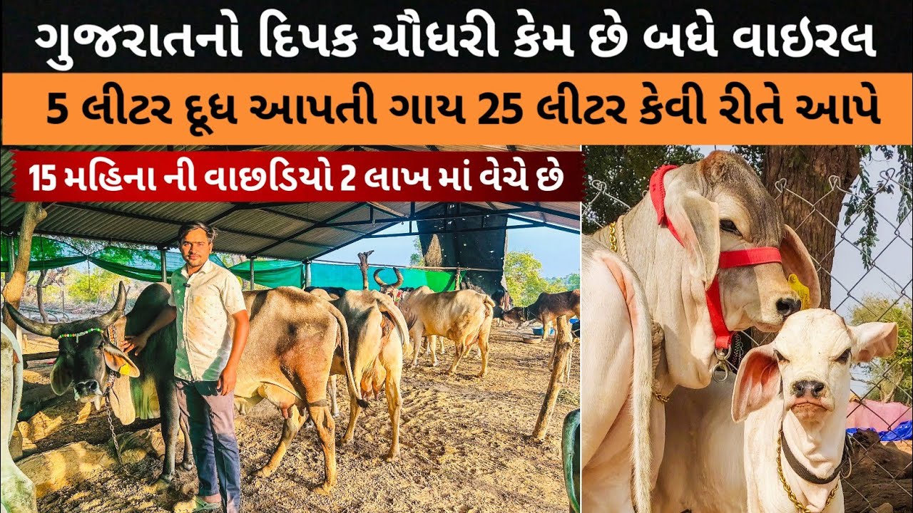 આખા ગુજરાત માં ચર્ચાનું કેન્દ્ર કેમ છે આ દીપક ચૌધરી. Kankrej Cow in BanasKantha.@Banaskikankrej