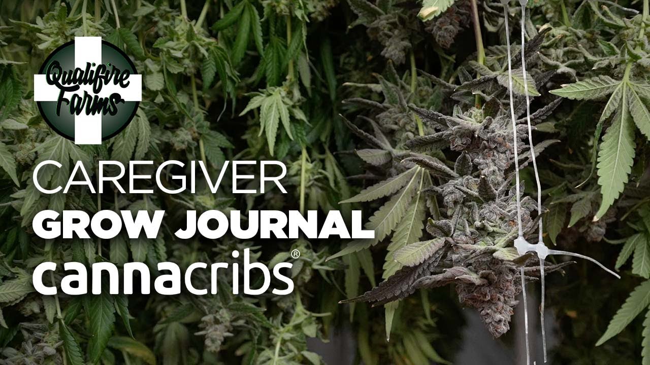 Secrets to Successful Harvesting, Drying and Storage -Caregiver Grow Journal by Qualifire Farms (E7)
