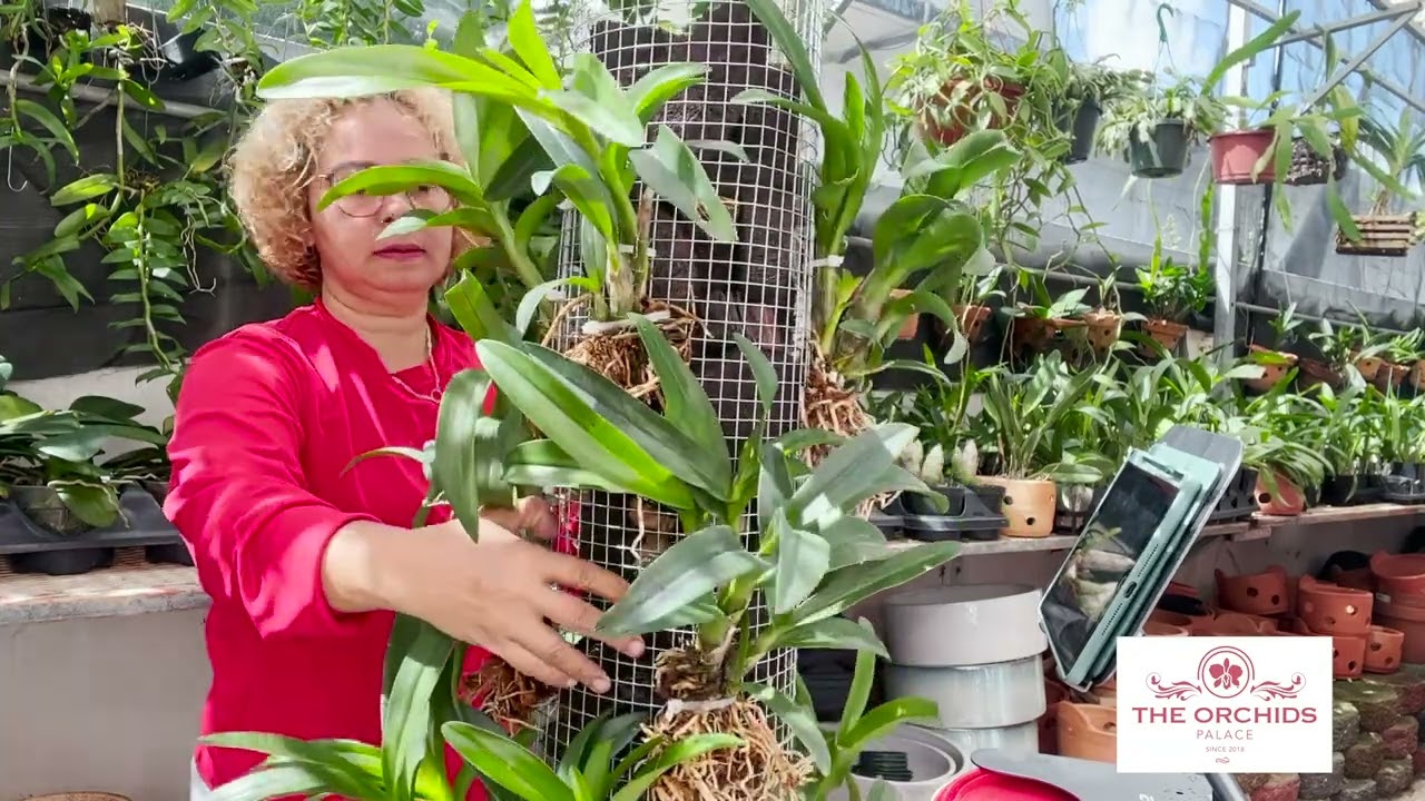 Miren como quedo finalmente el cilindro grande para orquídeas.