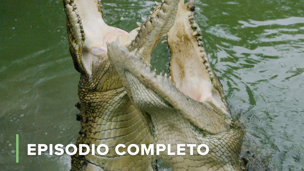 Cocodrilos Letales De Reflejos Asombrosos | Secretos De Australia Salvaje 103