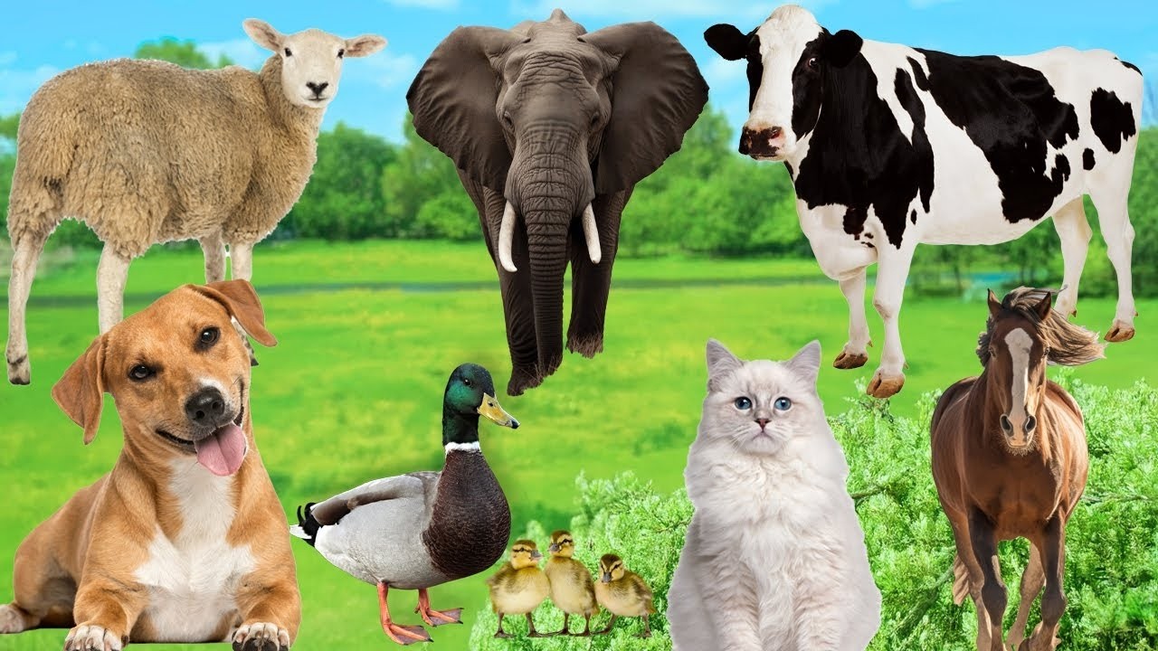 Meet the Loudest Farm Animals Ever  | Funny Sound Compilation