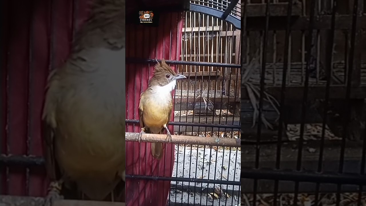 Burung Cucak Jenggot/ Ki Jenggot