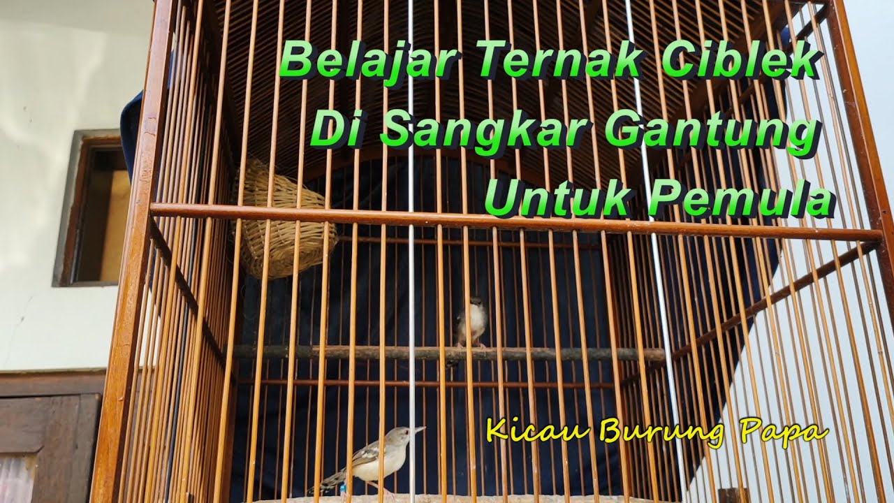 BELAJAR TERNAK CIBLEK DI SANGKAR GANTUNG UNTUK PEMULA