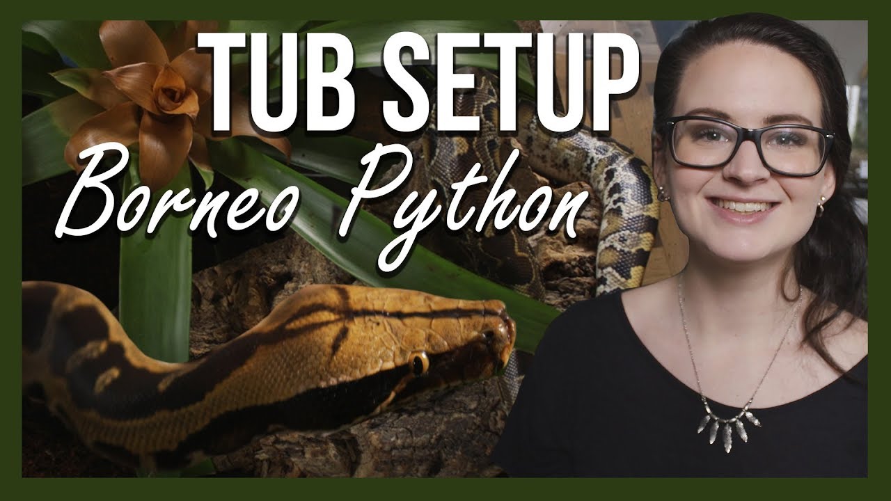 TUB SETUP: THE BORNEO PYTHON (Update on Morrigan)