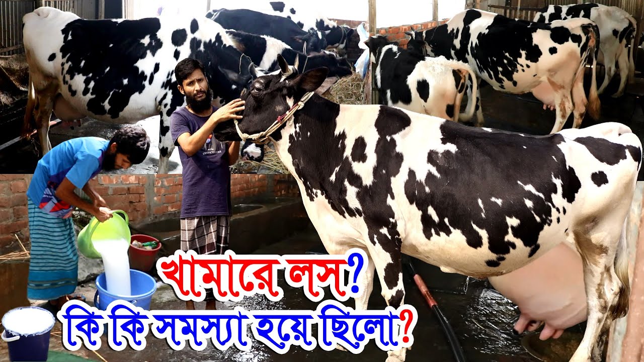 গ্যারান্টি দিচ্ছি এই ৬টি কারণ জানলে গরুর খামারে কোন দিন লস হবে না | খামার করে লাভবান হতে চাইলে দেখুন