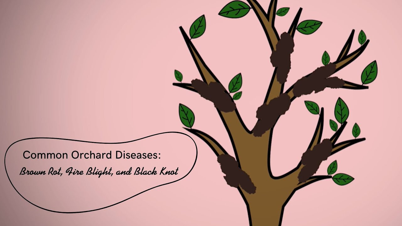 Common Orchard Diseases: Brown Rot, Fire Blight, and Black Knot