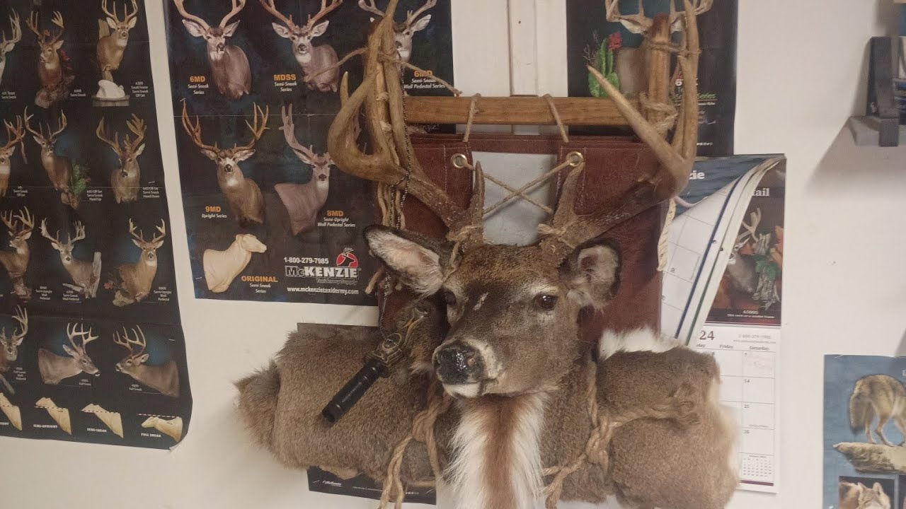 Oakridge taxidermist  is live!