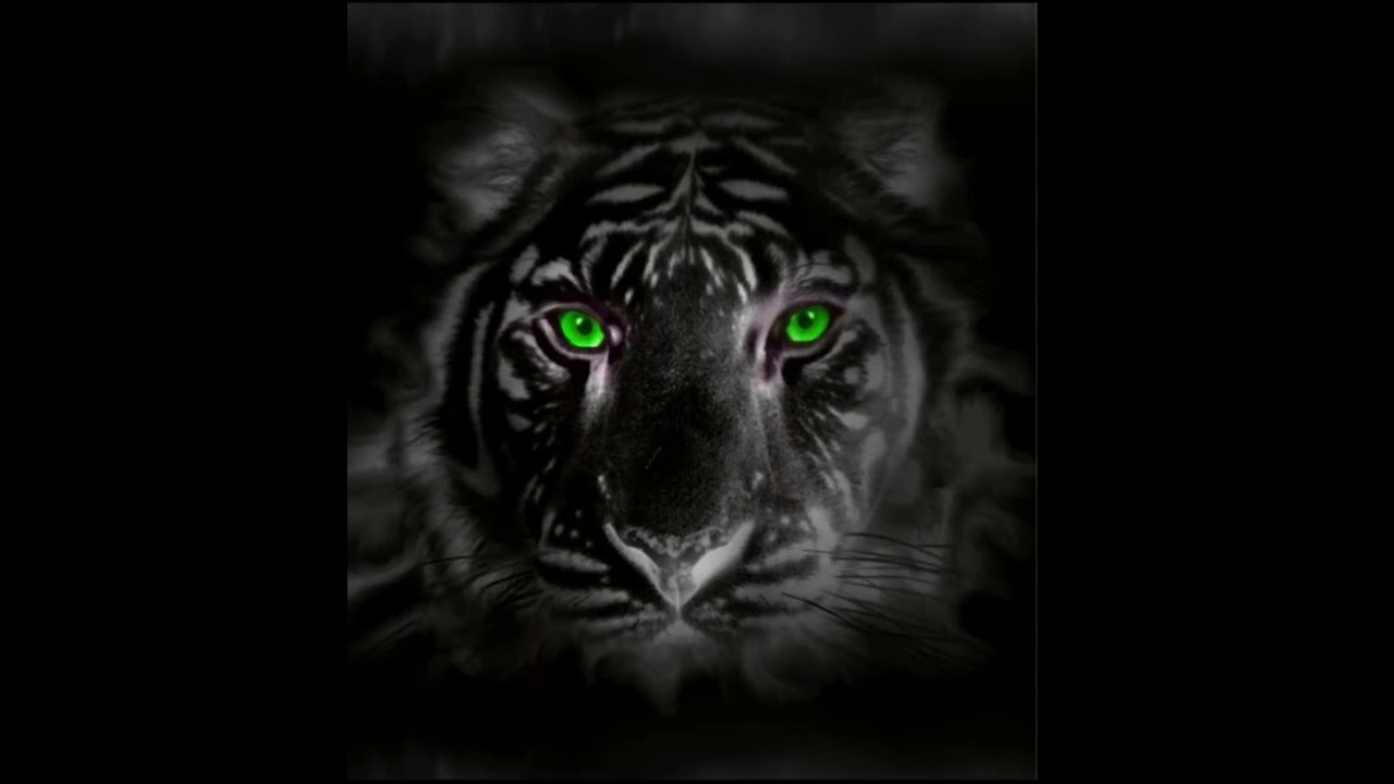 The world 🌎 of the tiger 