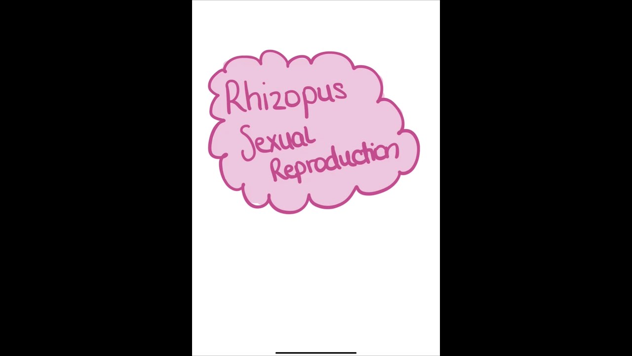 Rhizopus - Sexual Reproduction