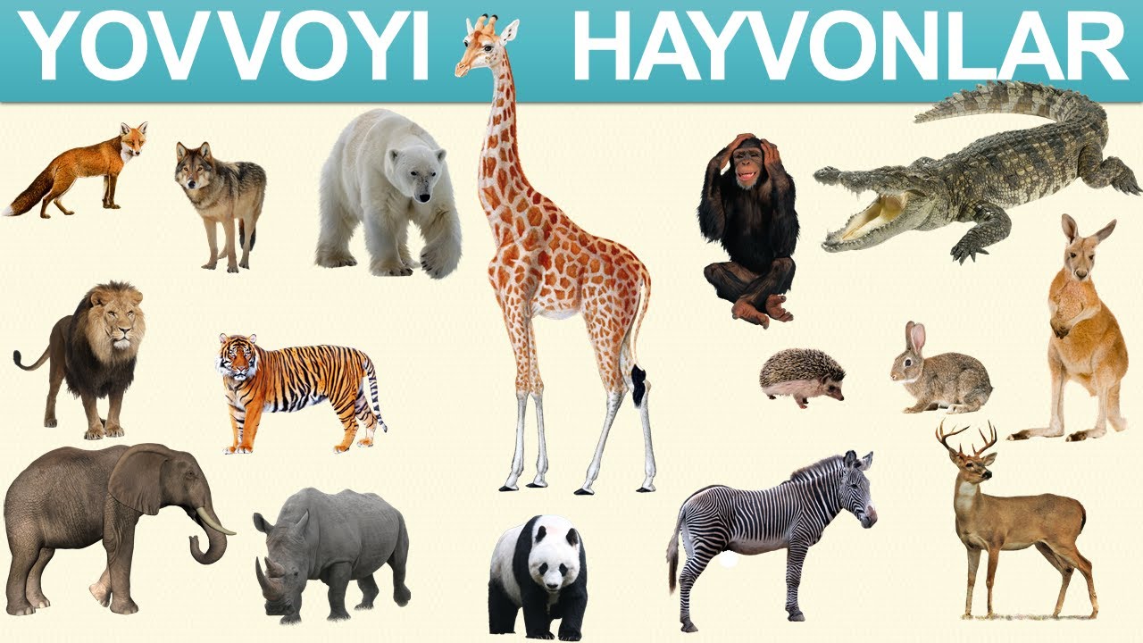 Yovvoyi hayvonlar bolalar uchun. Ziyrakbola