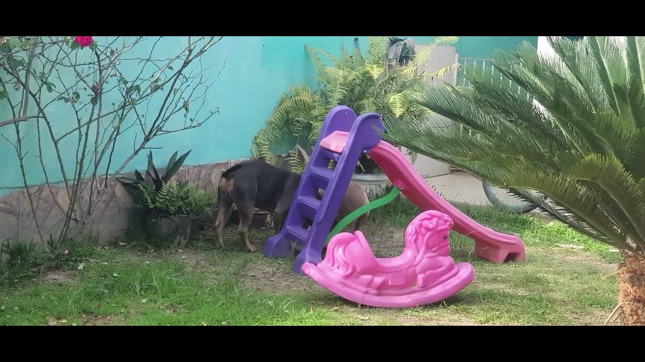 PARTE 2 AMERICAN BULLY DAXLINE