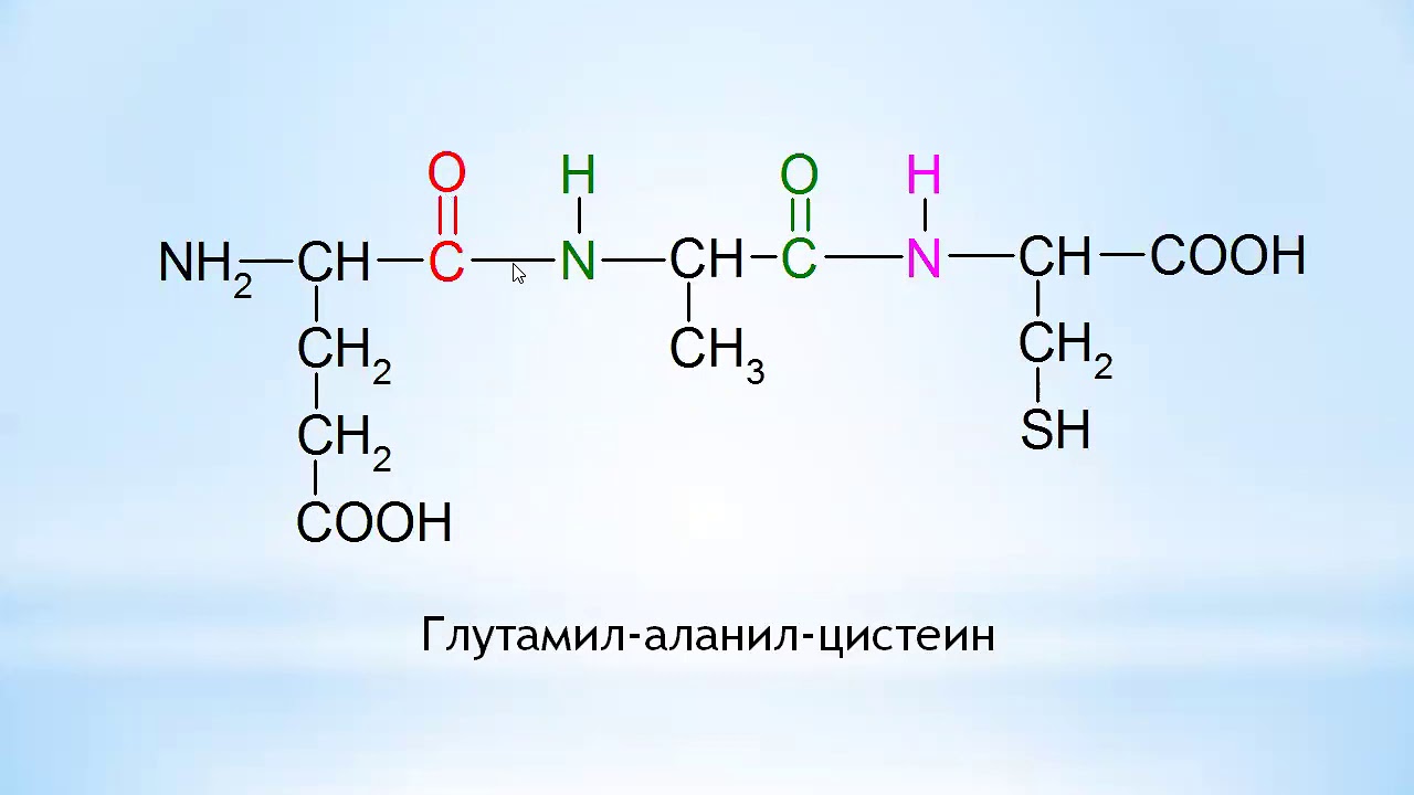 Белки