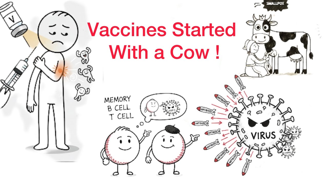 Vaccines Explained Simply: History, Mechanism, and Risks