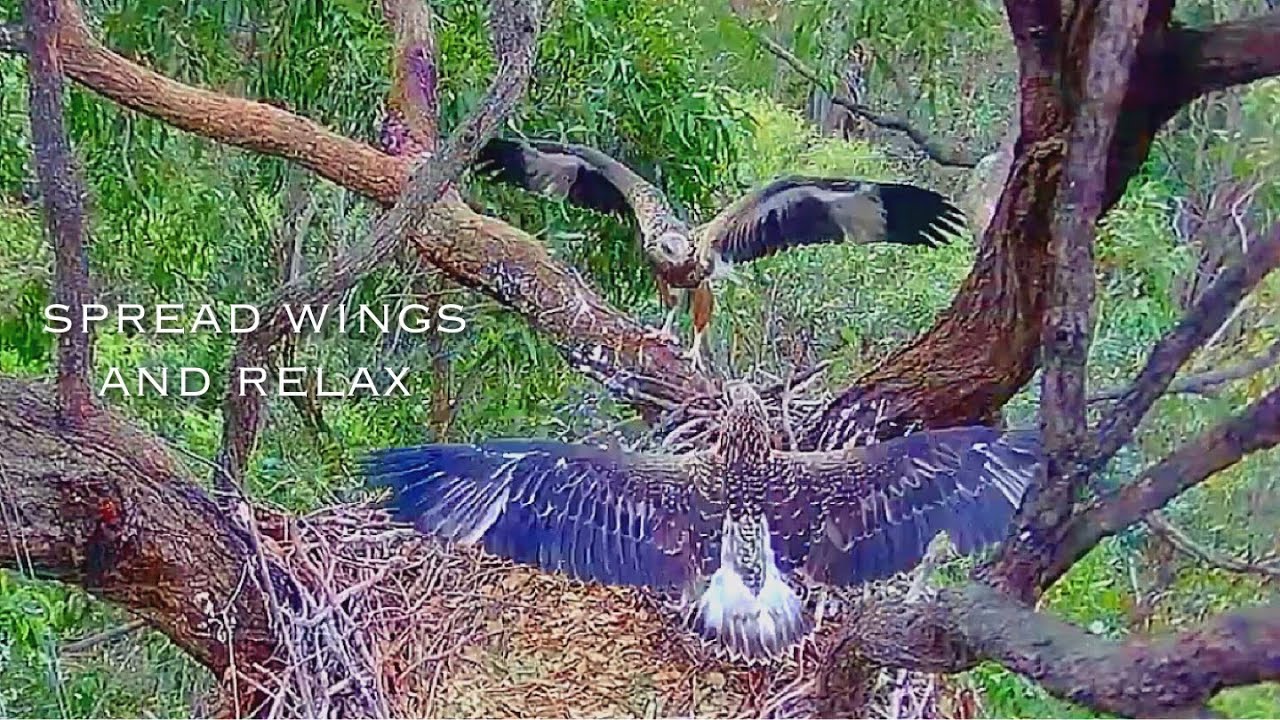 #382🦅Sea Eagle Nest／Sea-EagleCAM4 Live Stream