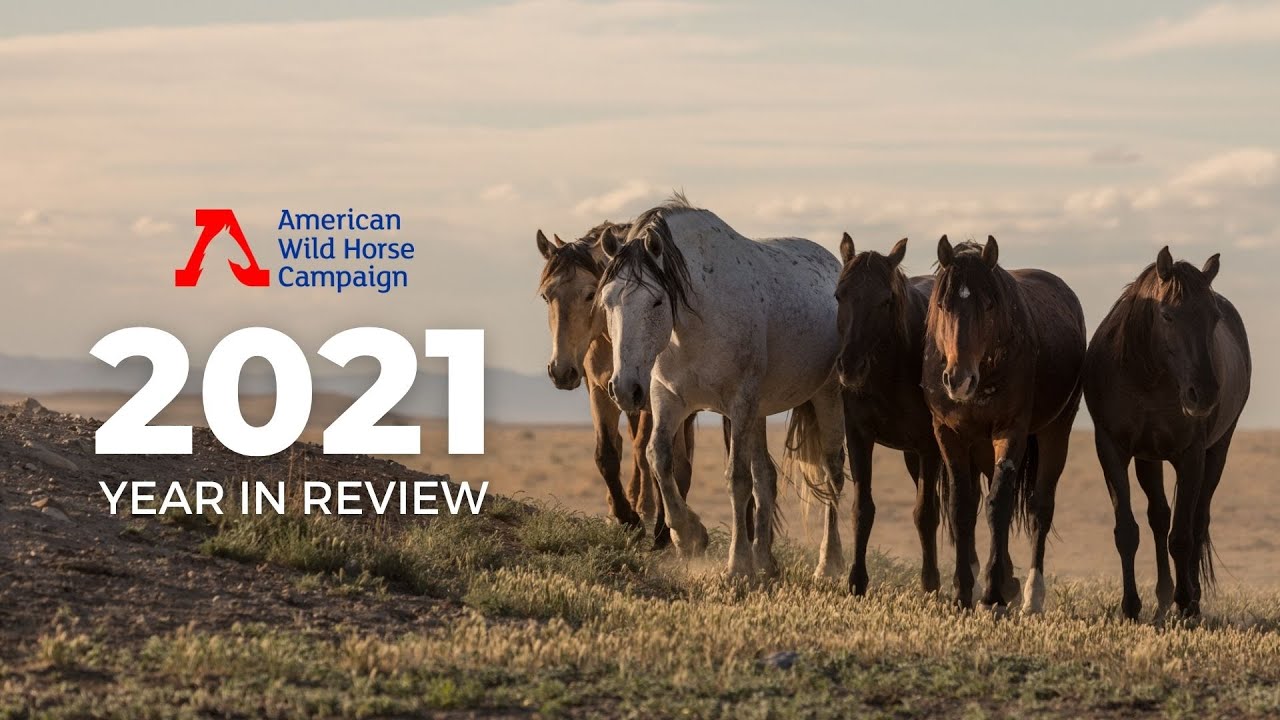 AWHC 2021 Year in Review