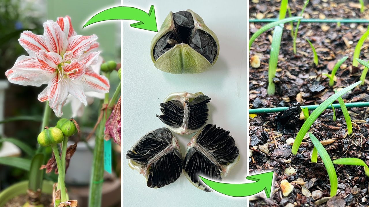The Secret to Amaryllis Seed Pod: How I Cross-Pollinate One Flower with Three Varieties