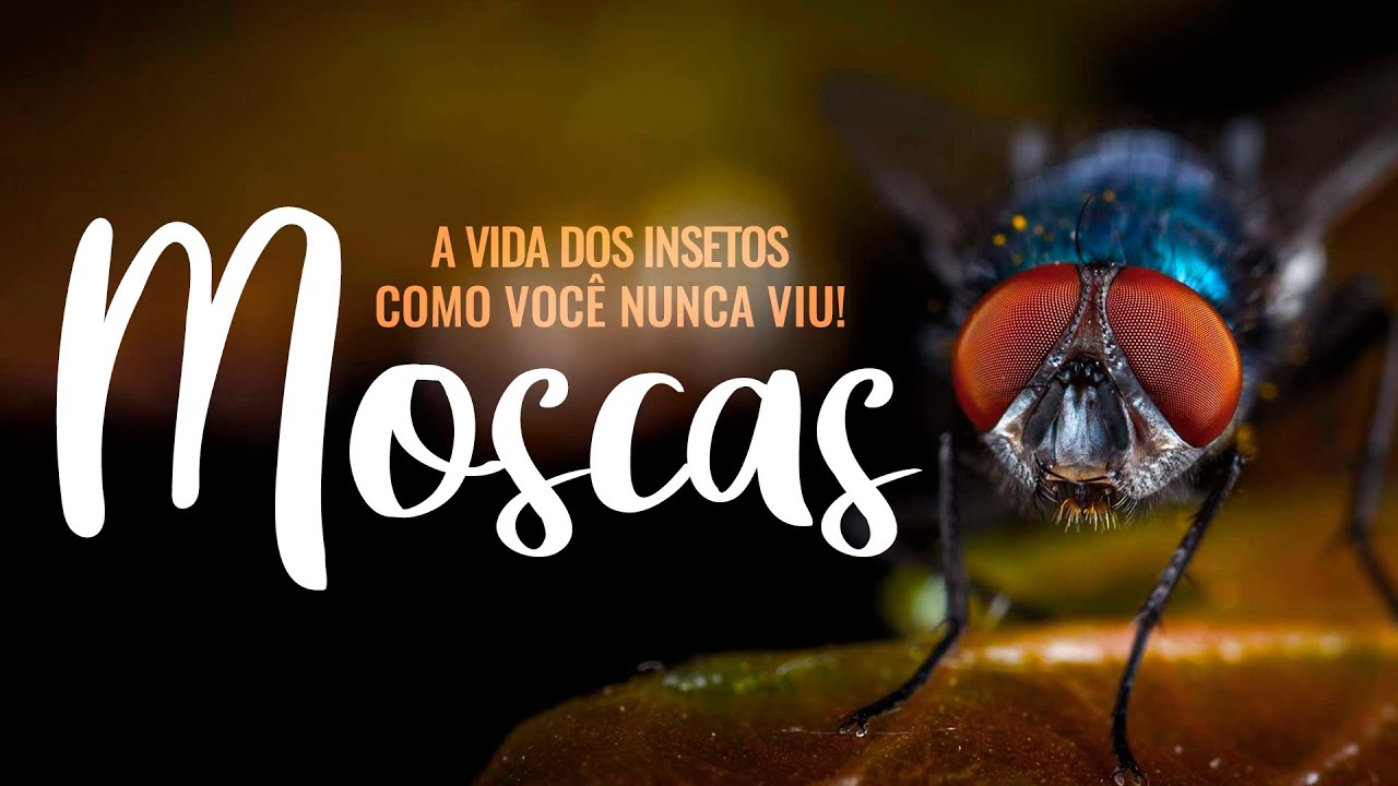 A VIDA DOS INSETOS COMO VOC&Ecirc; NUNCA VIU: MOSCAS!