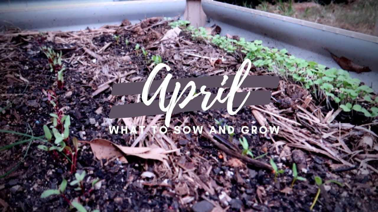 What to Sow and Grow in APRIL | Subtropical Grow Guide