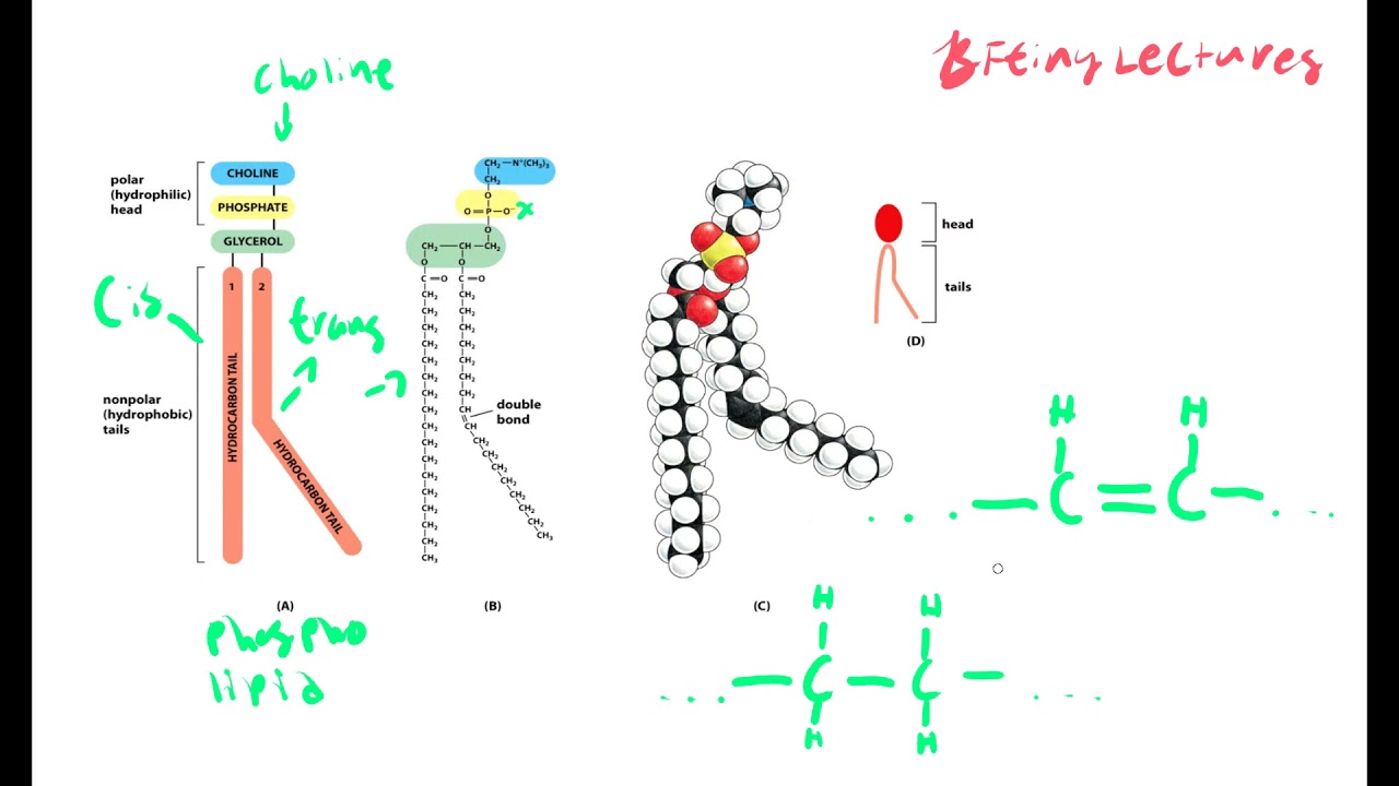 Cell Biology Lecture 4 Cell Membranes