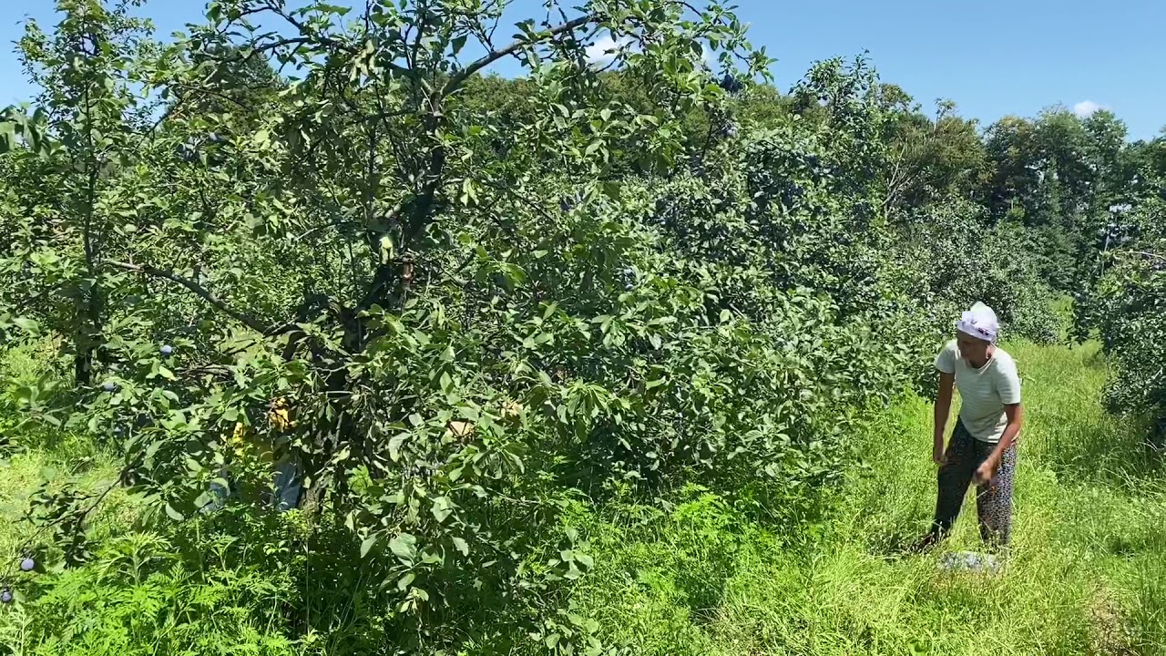 Berba šljive u Maoči kod Brčkog