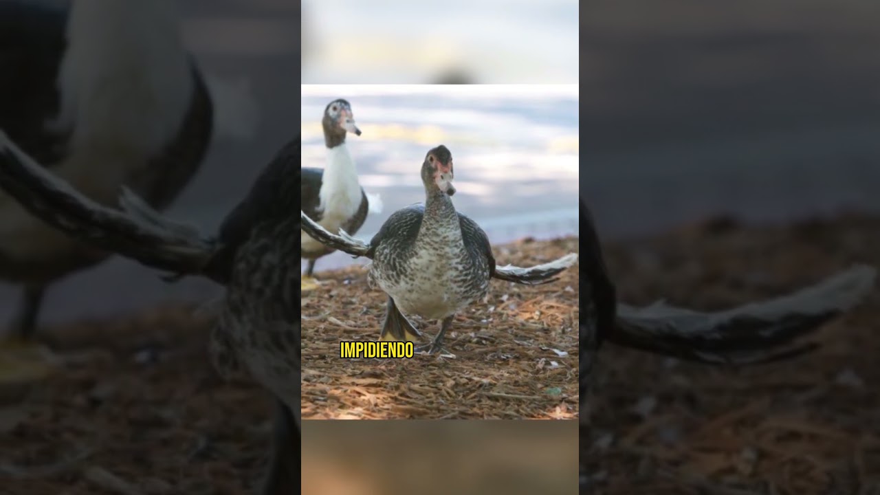 🦆 Los Pato-Gallinas No Existen!