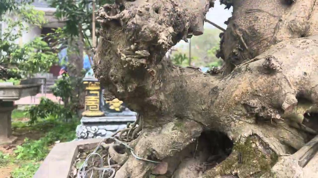Báo giá cây sanh nam điền giá 890 triệu 