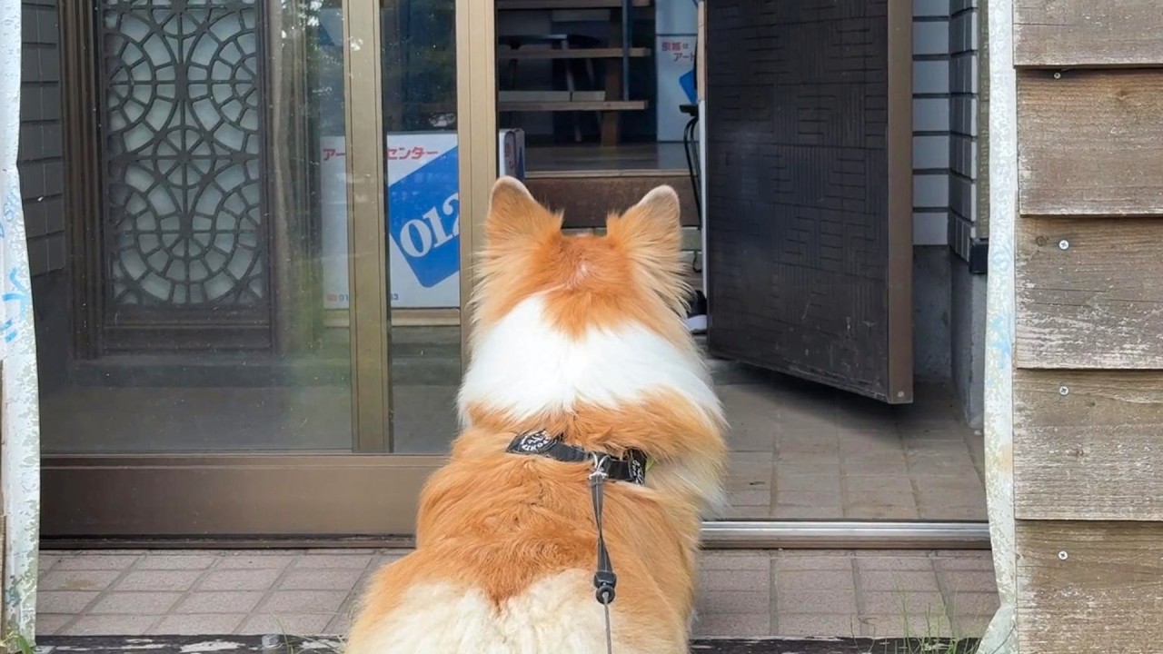 犬達を連れて「新しいお家」に引っ越した結果…