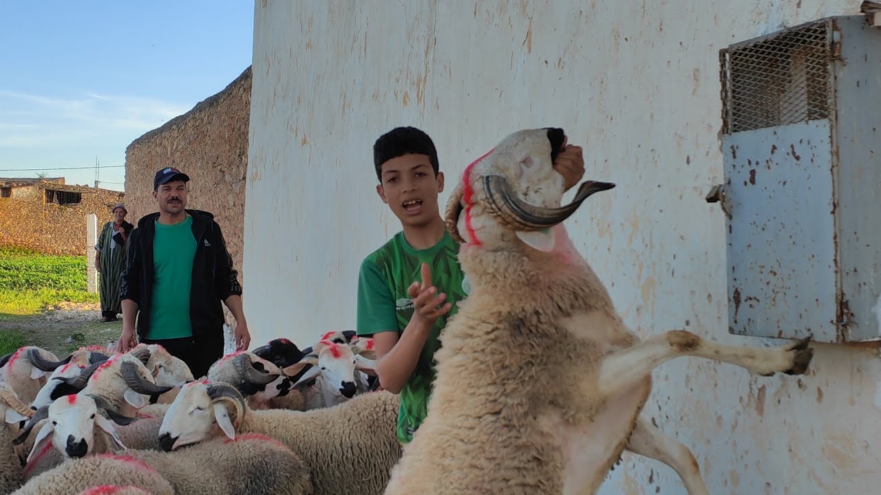 42خروف للبيع نواحي بني زرارة اولاد بوزيري التواصل مع عبدالحق 0617595995