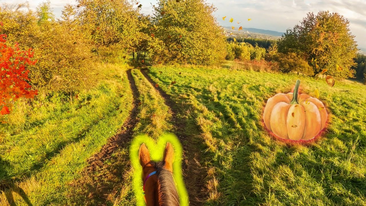 Jesienny teren w Złotą Godzinę 🍂🍁