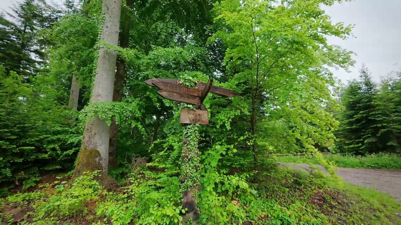 Rainy Forest Walk to the Mysterious Schwedenkreuz | War Legends, Wooden Relics & Nature Sounds