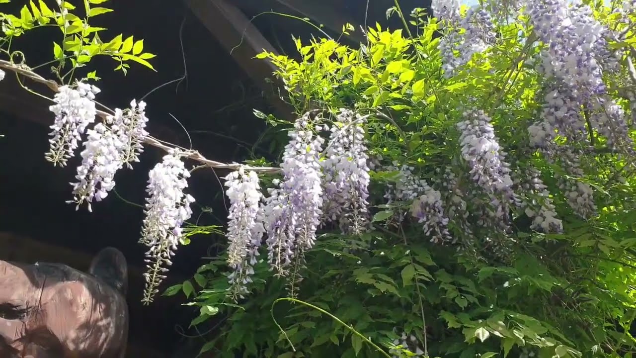 Wisteria floribunda vistárie květnatá a dřevořezby