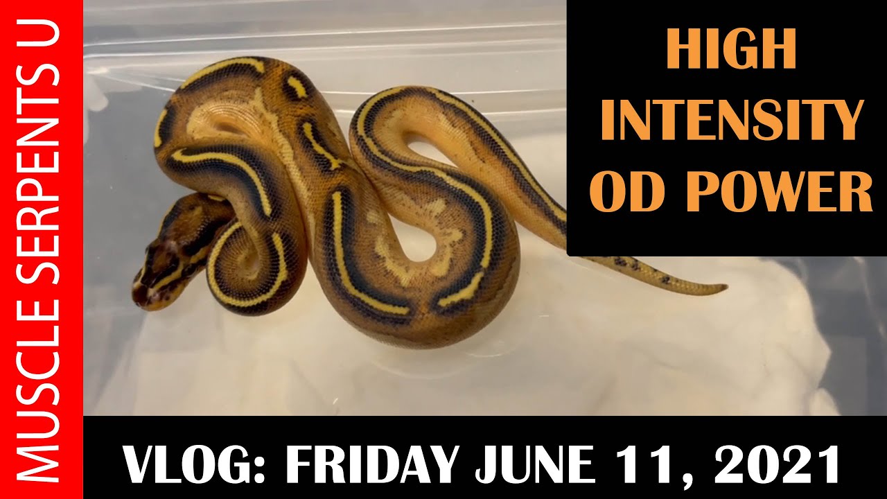 ORANGE DREAM HIGH INTENSITY ENCHI FREEWAY CLUTCH EXPLANATION! 6-11-21