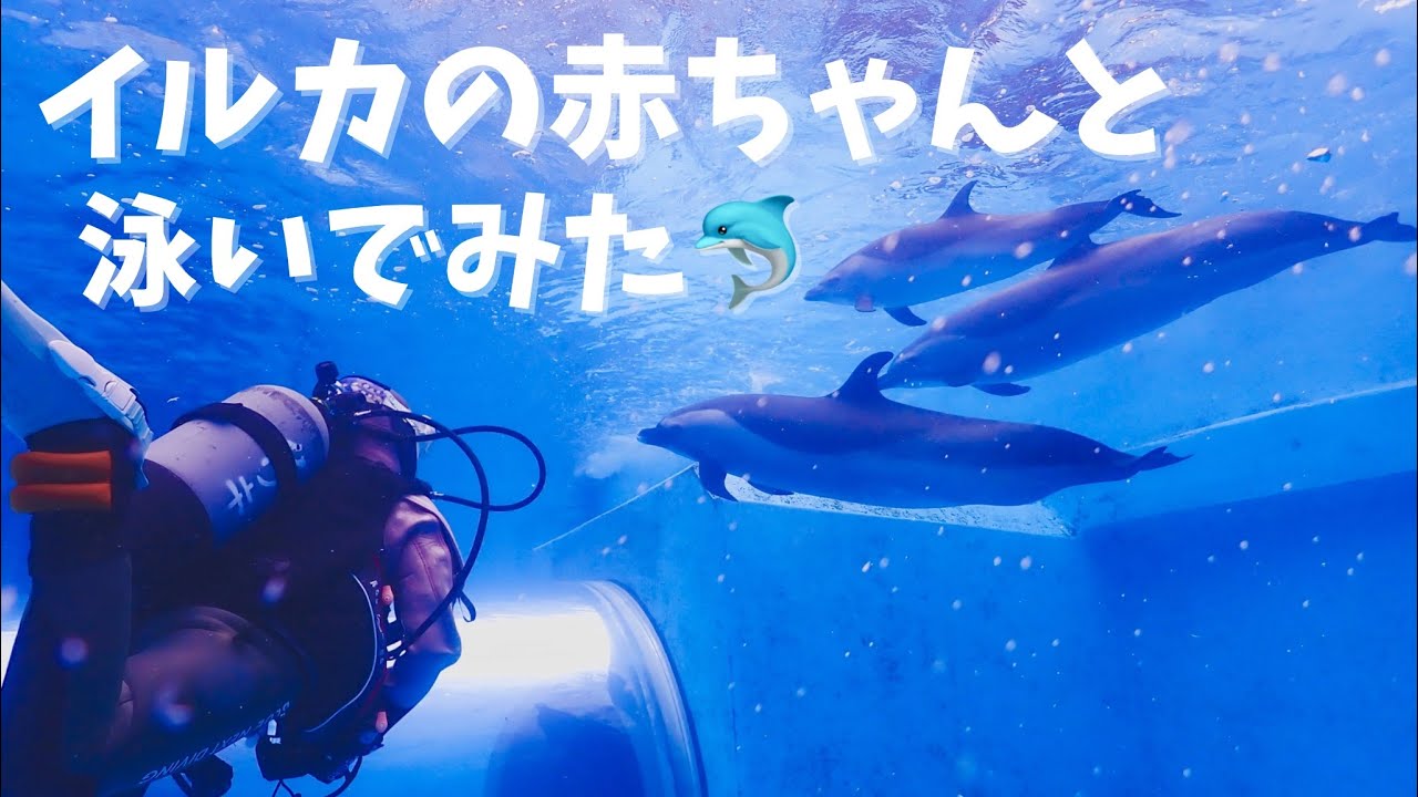 イルカの赤ちゃんが可愛すぎた😩💕久々のドルフィンダイビングで癒された😑💕【ドルフィンダイビング】