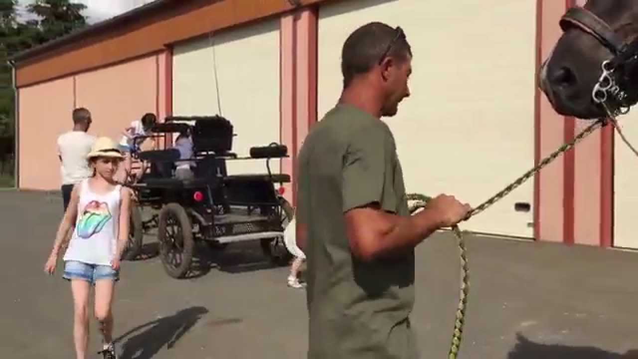 Domaine Alexandre Bain - Attelage des percherons à la calèche