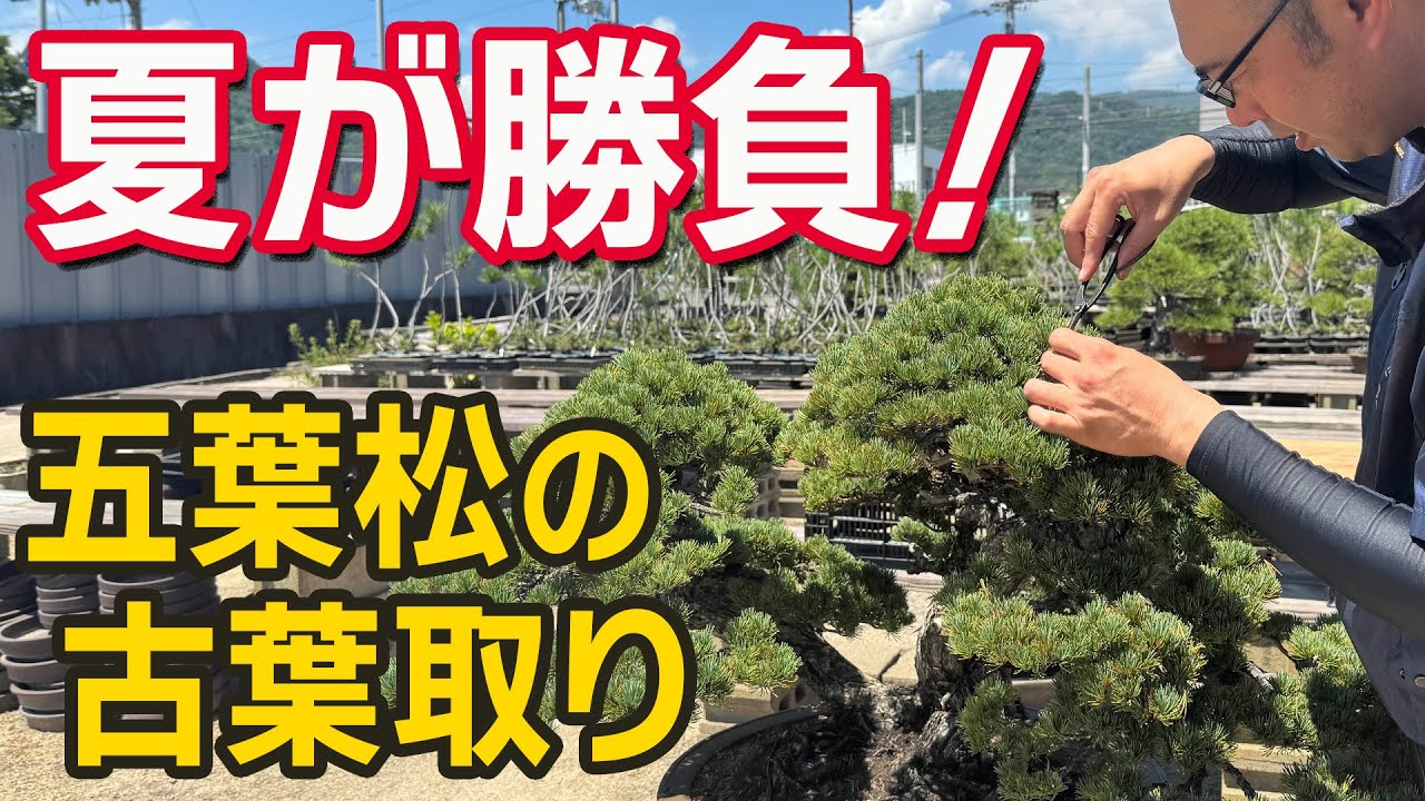 【夏のNG行動】五葉松の古葉取り、急ぐと危険！正しい方法を実演解説【盆栽管理】
