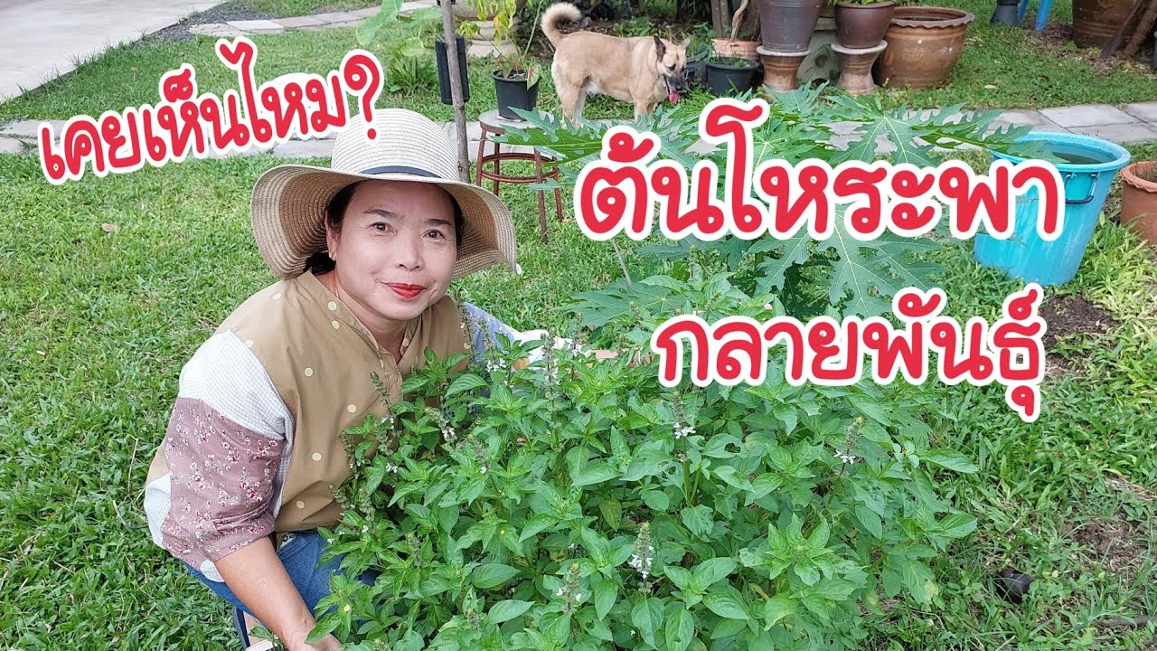 เคยเห็นไหม? ต้นโหระพากลายพันธุ์