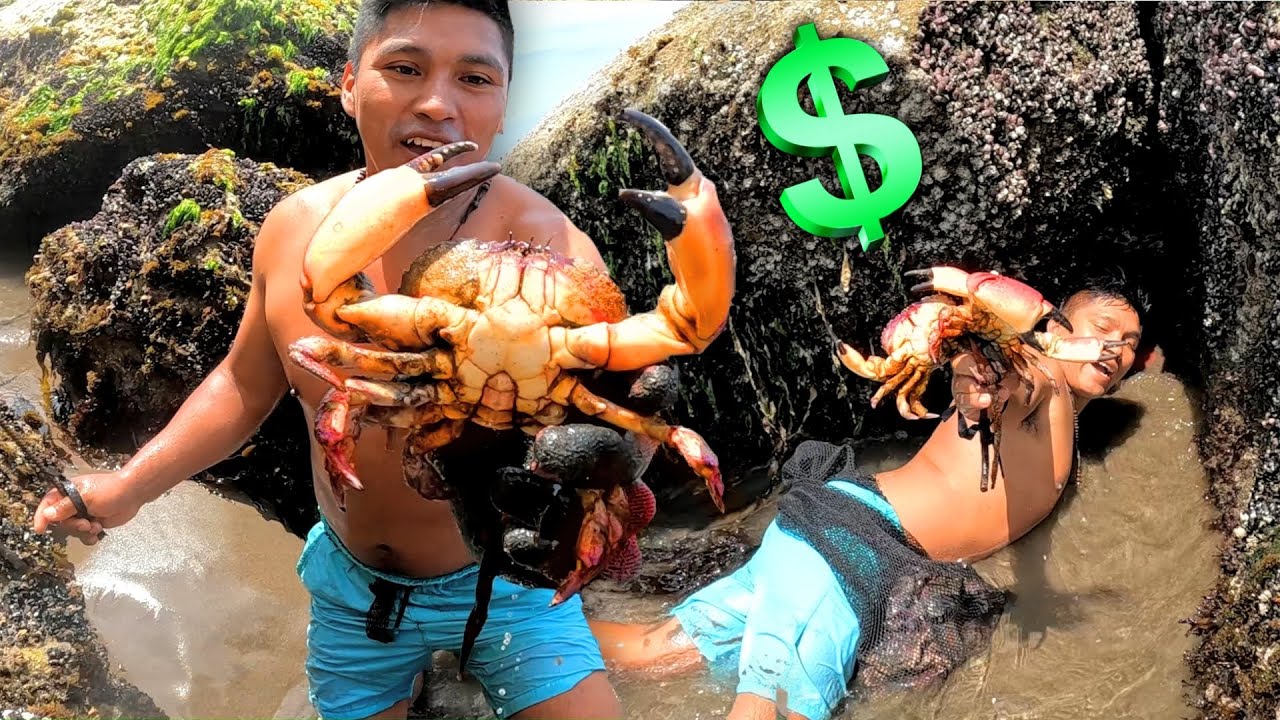 Increíble! Fui a Capturar CANGREJOS ARAÑA y ESTO fue lo que ME PAGARON $