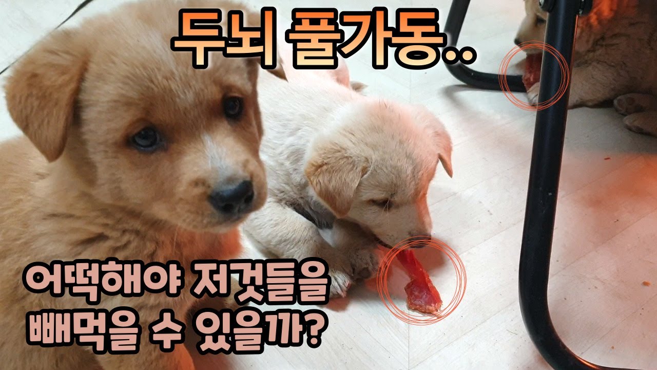 눈치 싸움 치열한 간식 쟁탈전ㅣ진돗개와 시골개 사이