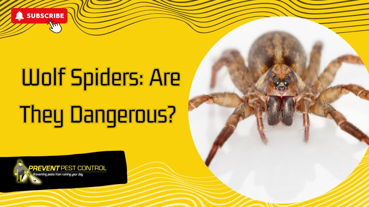 Wolf Spiders: Are They Dangerous?