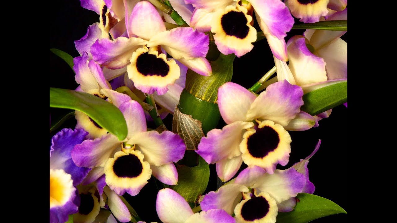 Dendrobium - parte 02 - plantio em vaso e luz necessária - Carlos Keller - junho de 2020