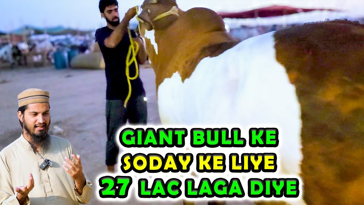 NORTHERN BYPASS COW MANDI OFF THE CAMERA PRICE UPDATES | CATTLE MARKET KARACHI | BAKRA EID 2024