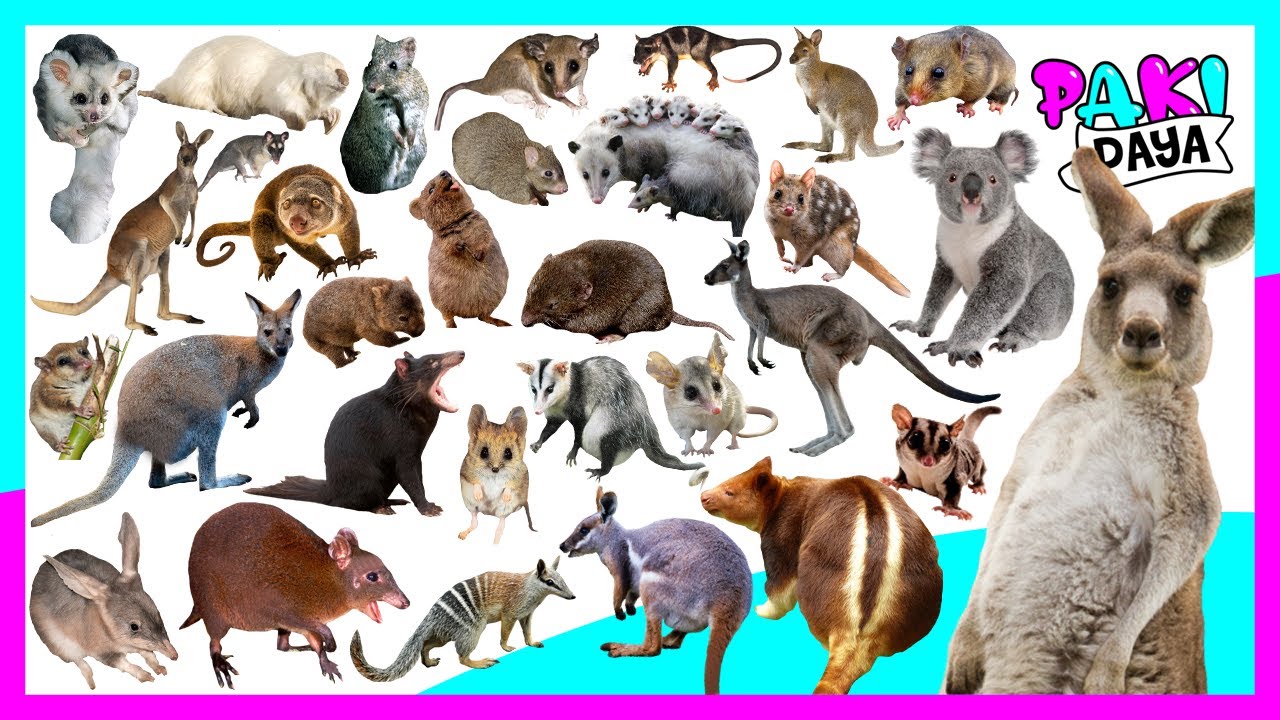 ¡TIPOS DE MARSUPIALES! 🦘🐨 Video educativo - marsupials - 유대류 canguro, koala, kangaroo, animals