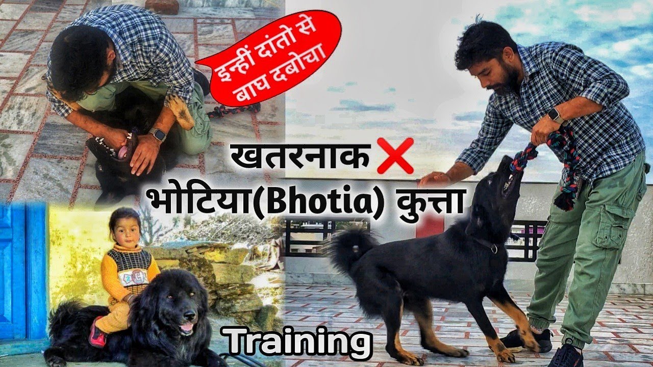 How to Train BHOTIA DOG - भोटिया कुत्ता  Pahado ka Famous 🐶 Himalayan Sheepdog MUNSIYARI UTTARAKHAND