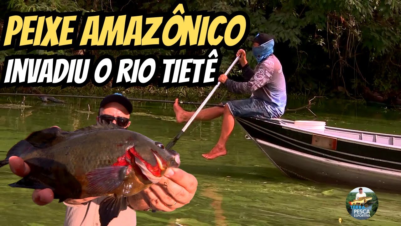 OSCAR: O PEIXE DE AQUÁRIO QUE INVADIU O RIO TIETÊ