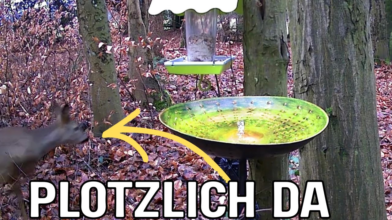 Wildtiere im Wald | Meine Aufnahmen | Nacht und Tag 🐿️🐦